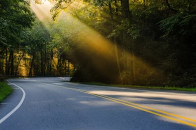 Forest Road Backgrounds
