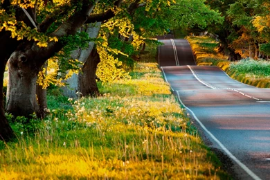 Road Wallpaper Backgrounds