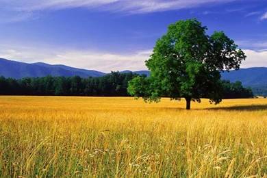 Amazing Tennessee Wallpapers