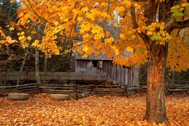 Magnificent Tennessee Wallpapers