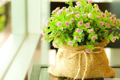 Cute wallpapers for desktop background wallpapers.jpg