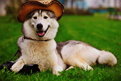 Dog Wallpapers Collection (40+)