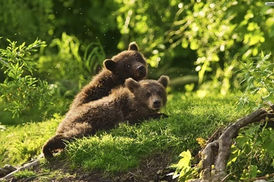YouWall   Baby Bears Wallpapers   Wallpaper,wallpapers,free ...
