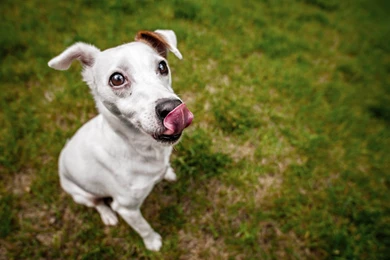 Best Animals Wallpaper: Dog 790275 Animals