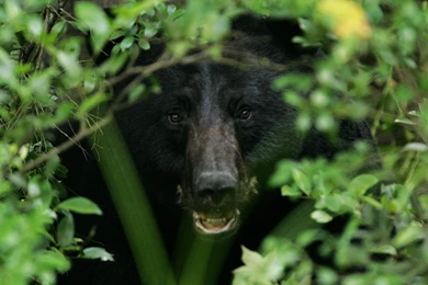 Black Bear Wallpapers And Backgrounds