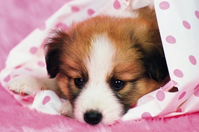 2466 Dog HD Wallpapers