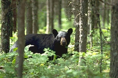 Free Black Bear Wallpapers   Animals Town