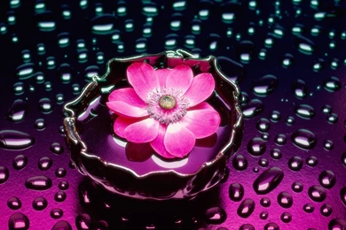 Wallpapers Flowers New HD Wallpapers Desktop Wallpapers ...