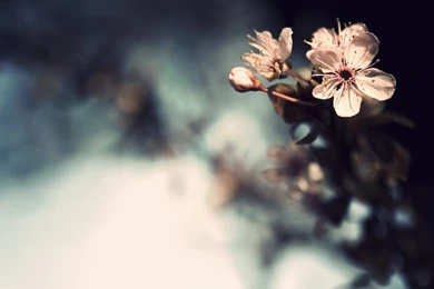 Vintage Flowers Wallpapers HD   HD Wallpaper Backgrounds Of Your ...