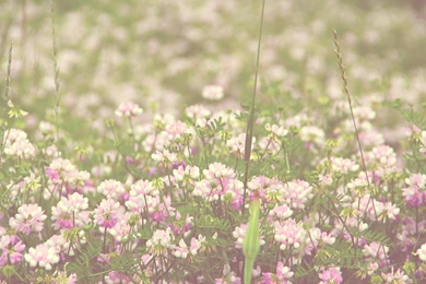 Vintage Flower Wallpapers