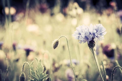 HD Vintage Flower Wallpapers