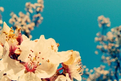 Wallpapers Vintage Flowers HD