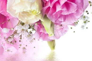 Pink Roses Live Wallpapers   Android Apps On Google Play