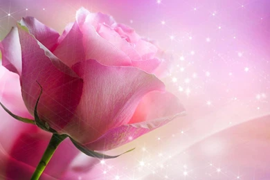 Pink Roses Live Wallpapers   Android Apps On Google Play