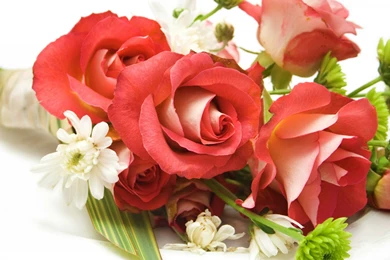 Red Roses On A Black Backgrounds Wallpaper, Rose Flower Images ...