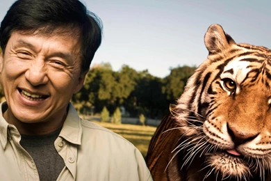 Men, Actor, Jackie Chan, Smiling, Animals, Tiger Wallpapers HD ...