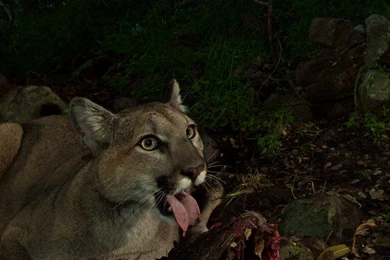 Mountain Lion Family Up Close In Stunning Camera Trap Photos ...