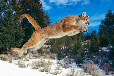 18746) Mac Mountain Lion Widescreen Backgrounds Wallpapers   WalOps.com