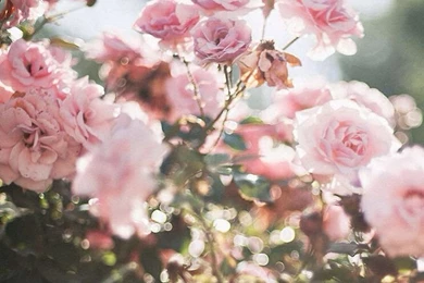 Floral Iphone Wallpapers HD