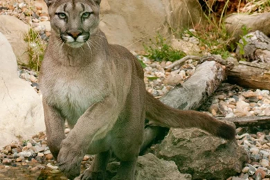 Cats: Puma Srboljub Cat Mountain Lion Cougar Nature 175 Desktop ...