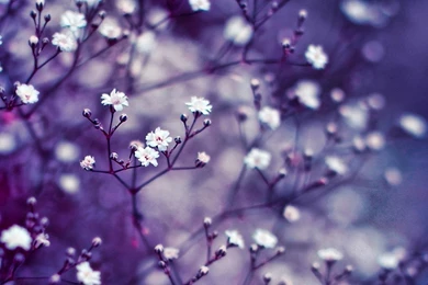 Flower Wallpapers Hd Download Free 24