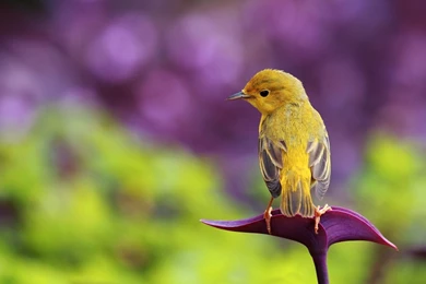 Bee On Flower Wallpapers