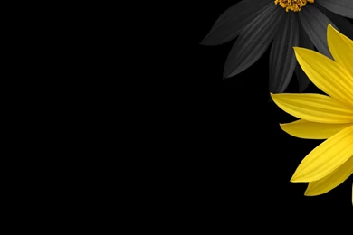 Flower Wallpapers Hd 1080P 33 Cool Hd Wallpapers   HdFlowerWallpaper.com