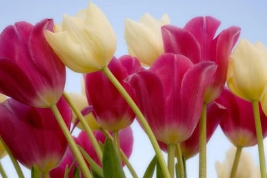 Tulip Flower Wallpapers Full HD 2560×1600