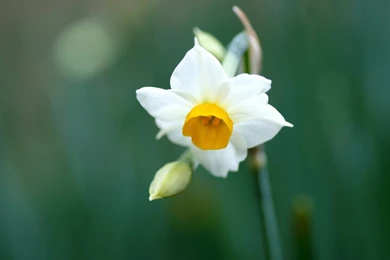 Daffodil Flowers Wallpapers HD Pictures