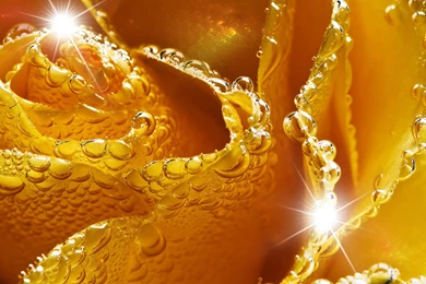 Glittering Rose Wallpapers, Rose Flower Images, Rose Pictures And ...