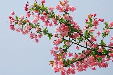 Top Begonia Flower Wallpapers