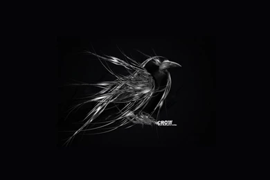 Free Wallpapers   Abstract Black Crow 1024x768 Wallpapers