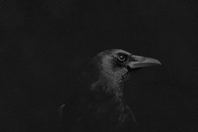 Crow On Black By Dave Riensche