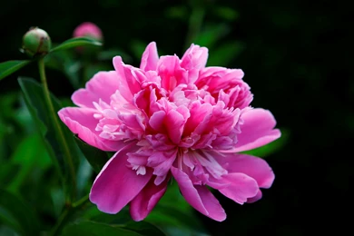 Flower Wallpaper: Real Flower Wallpapers High Definition HD ...