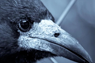 Black Crow Profile Dark Backgrounds Android Wallpapers Free Download