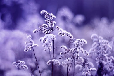 Index Of /data_images/out/40