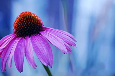 Flowers HQ Wallpapers And Pictures