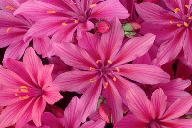 Real Flowers Backgrounds Wallpapers