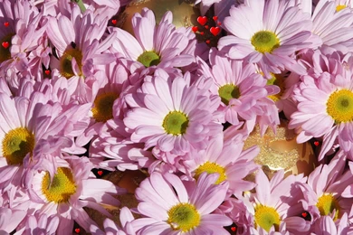 Christmas Wallpapers