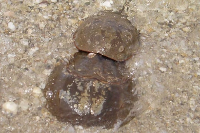 Horseshoe Crab Wallpapers And Backgrounds   Animals Town