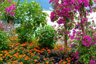 Real Flower Wallpapers 1080p : Flower Wallpapers   Rakaruan.com