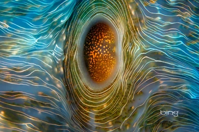 Horseshoe Clam Near Rongelap Atoll In The Marshall Islands