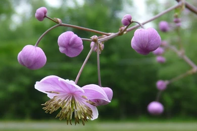 WiseAcre Gardens » Blog Archive » Perennial Flower Wallpapers