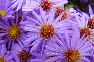 Hd Desktop Wallpapers 3160 Fresh Flower Wallpapers 2014 2 Real ...