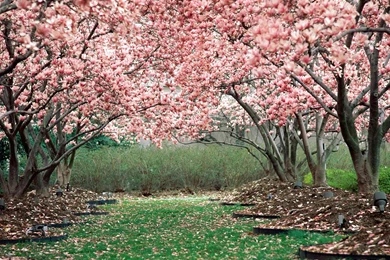 12 Absolute Cherry Blossom Wallpapers