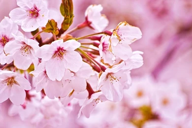 Cherry Blossom Desktop Backgrounds Best Hd Wallpapers