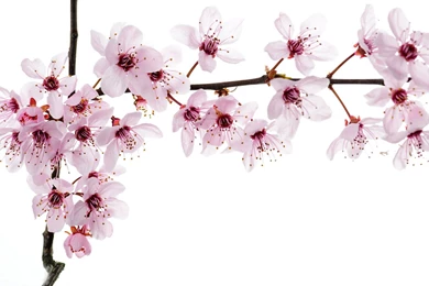 Cherry Blossoms Art Wallpapers