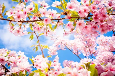 Awesome Gorgeous Cherry Blossom Wallpapers