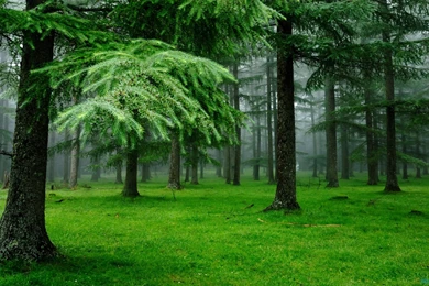 Nature Green Wallpapers