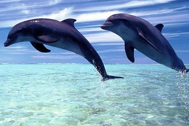 Iphone Dolphins Animal Backgrounds 254